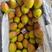 【精选】河北红香酥梨产地直供走货快质量保证全国发货