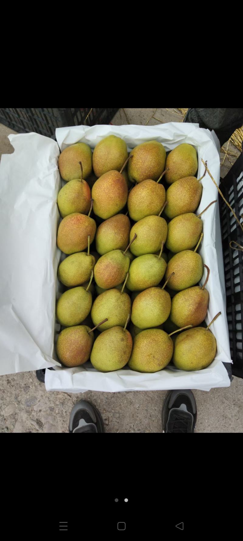 绥中红香酥梨大量上市，口感好甜脆，皮薄肉甜
