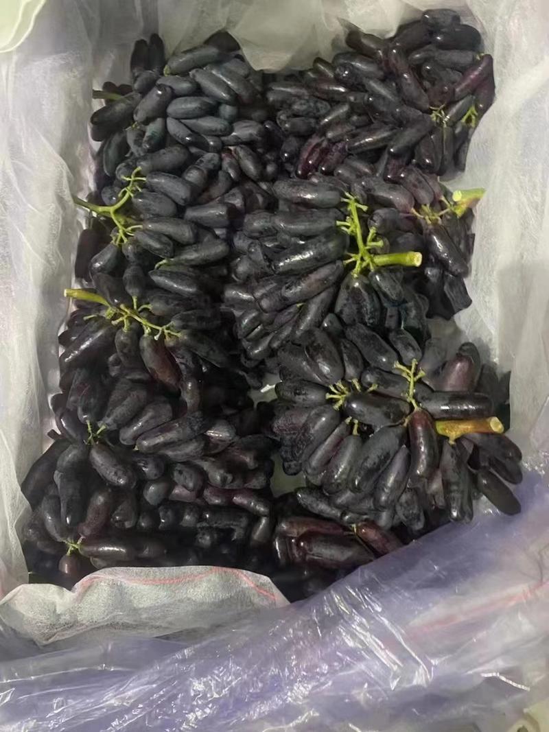 【精选】河北蓝宝石葡萄产地直供走货快质量保证全国发货