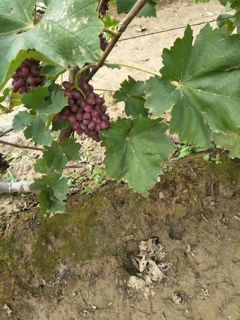 【精选】河北克伦生葡萄产地直供走货快质量保证全国发货