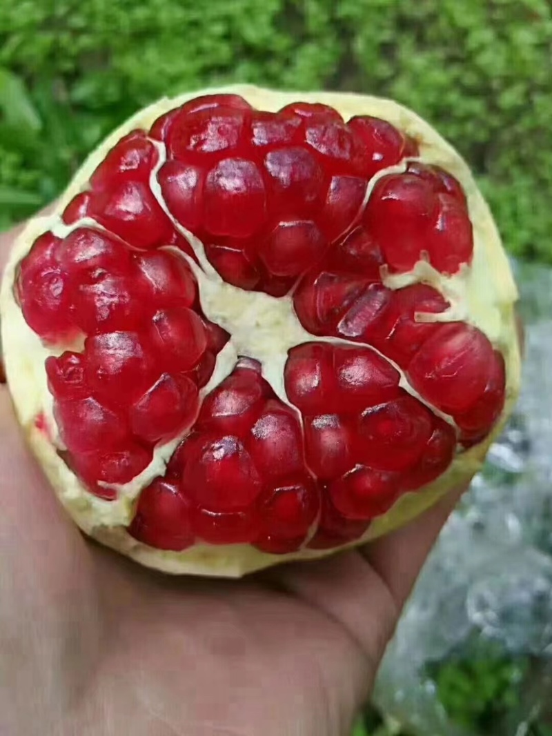 精品优质大仔甜石榴，质量保证，口感好，大量上市