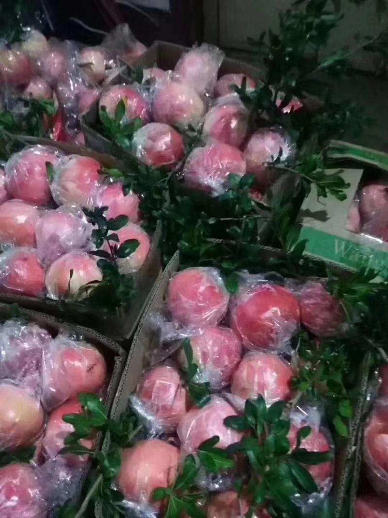 精品优质苹果，大量上市，口感脆甜，欢迎选购