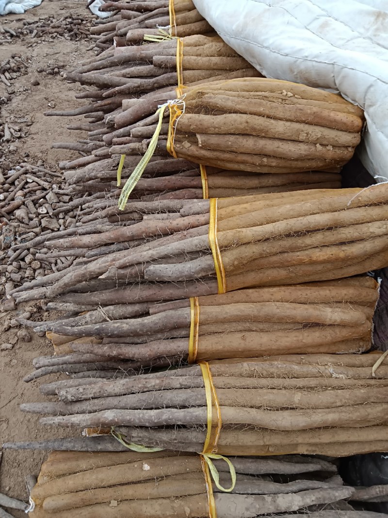 白玉网袋小山药