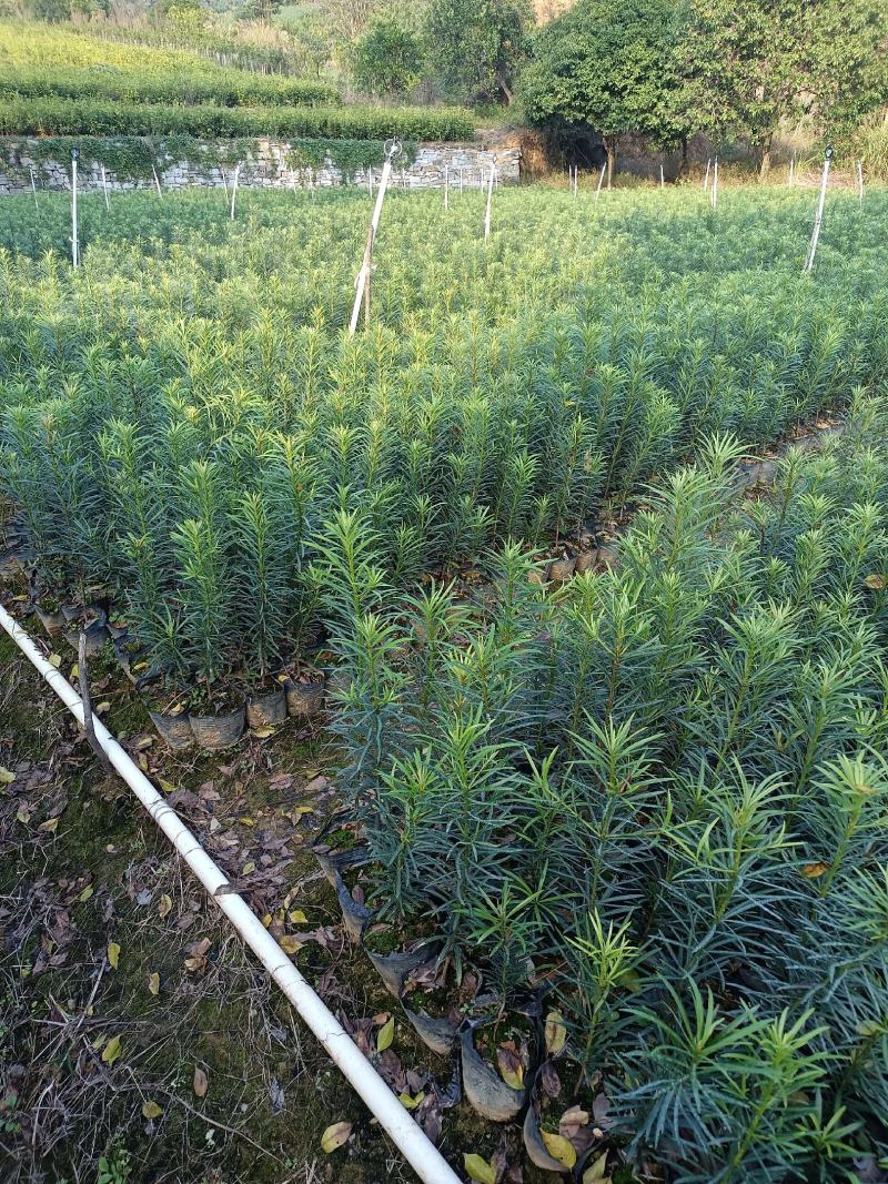 罗汉松杯苗