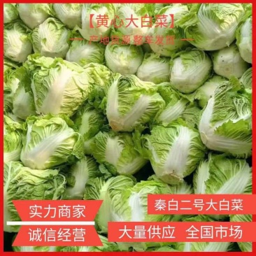 周口白菜秦白鸡腿小包大量供应发市场入库电商