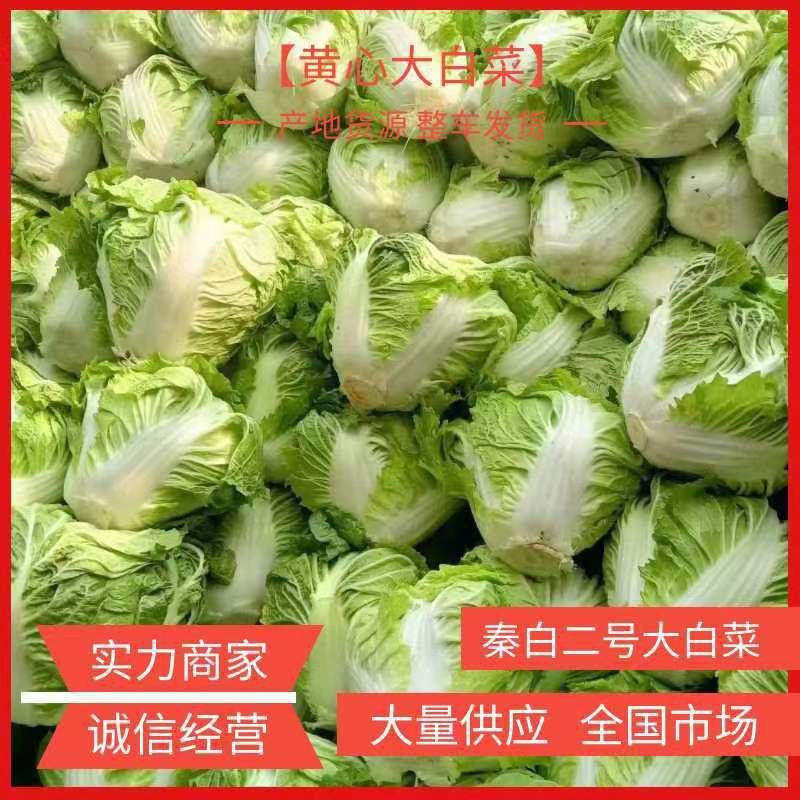 周口白菜秦白鸡腿小包大量供应发市场入库电商