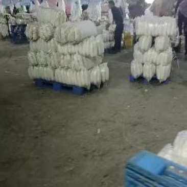白萝卜大量供应水洗加工发市场电商加工厂