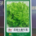 盛达大速生菜种子四季种植适应性广口感脆嫩爽口