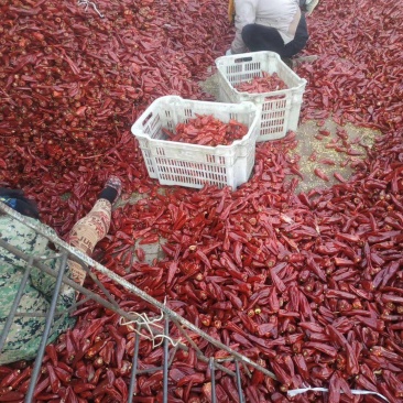 北京红