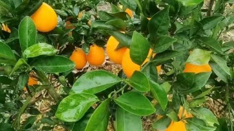 湖北精品纽荷尔脐橙产地直发品质保证一手货源