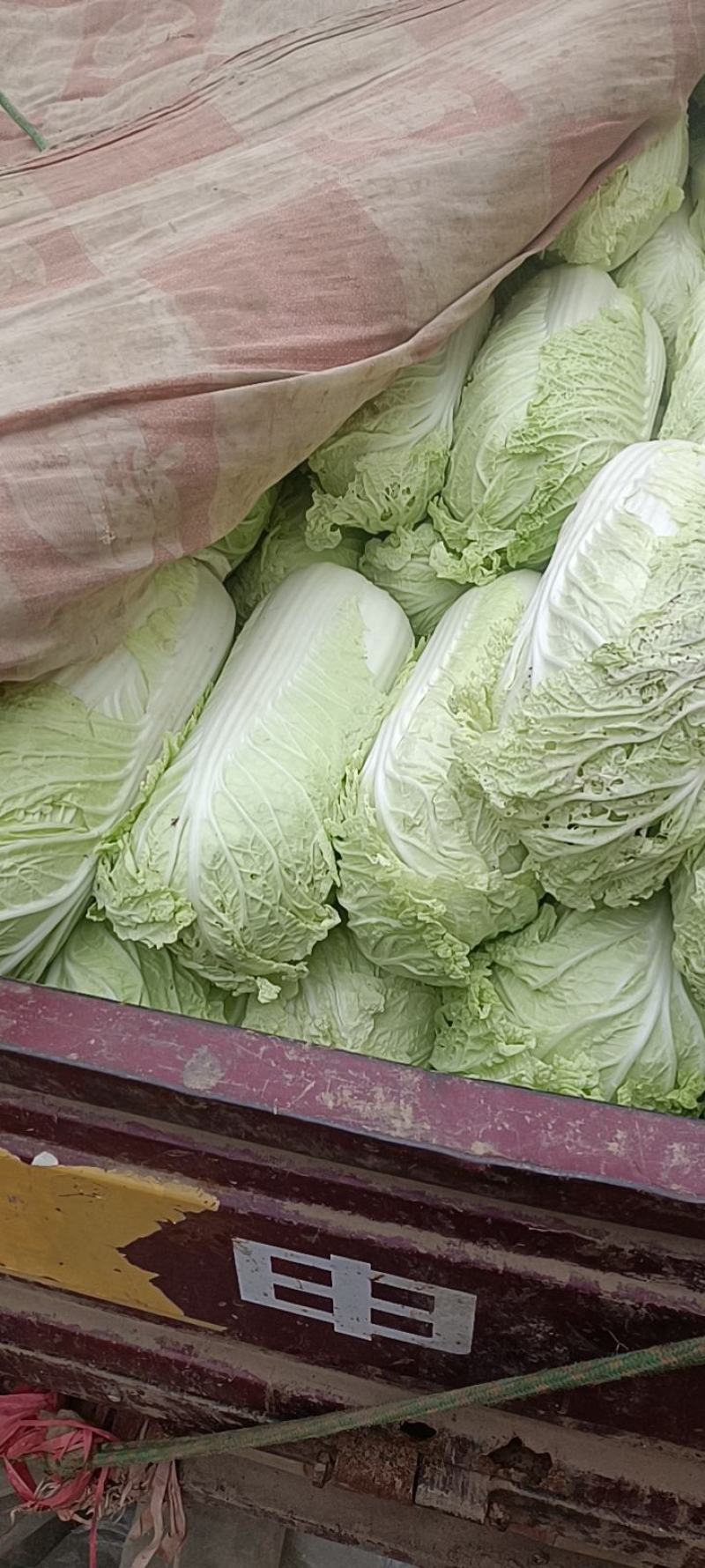 精品白菜绿霸