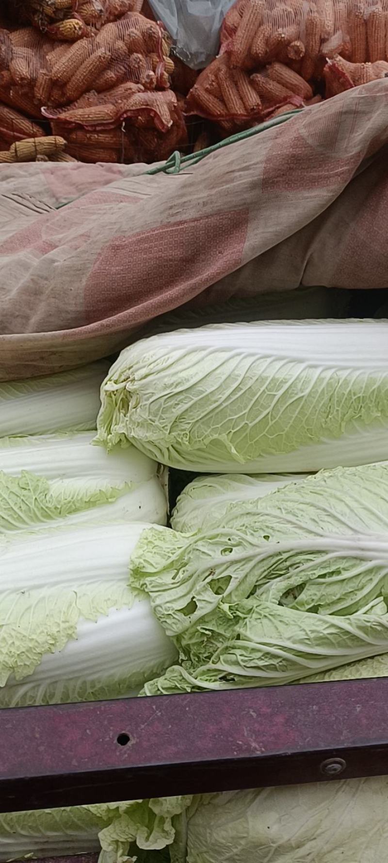 精品白菜绿霸