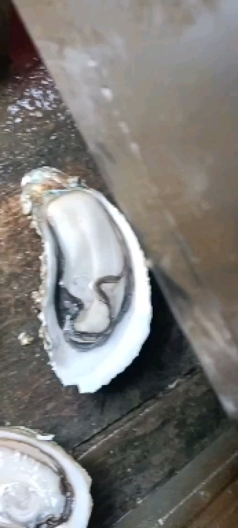 钦州生蚝（热销广西钦州大蚝，地标农产品，白蚝，咸淡水）