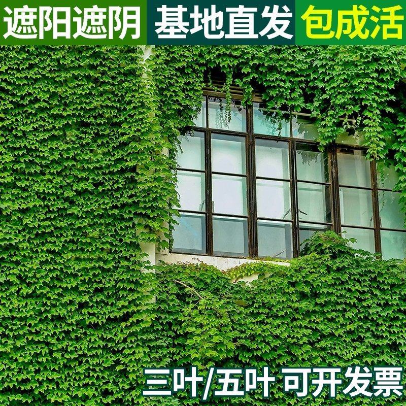 爬墙虎苗三叶五叶爬山虎爬藤植物四季常青不落叶庭院藤