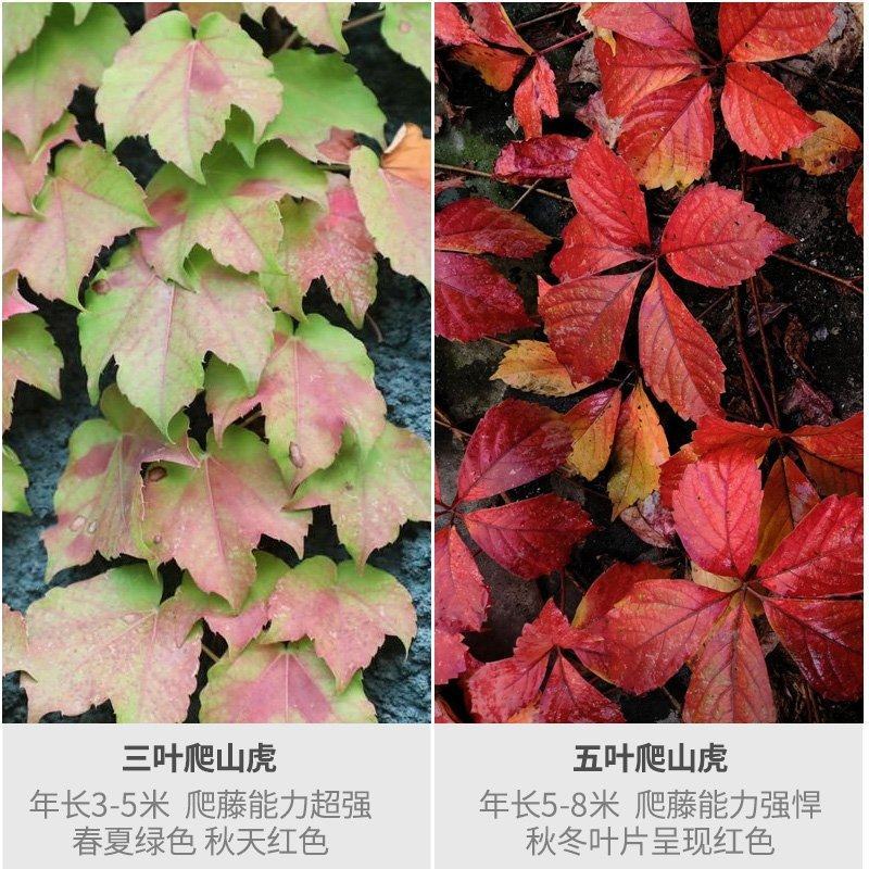爬墙虎苗三叶五叶爬山虎爬藤植物四季常青不落叶庭院藤