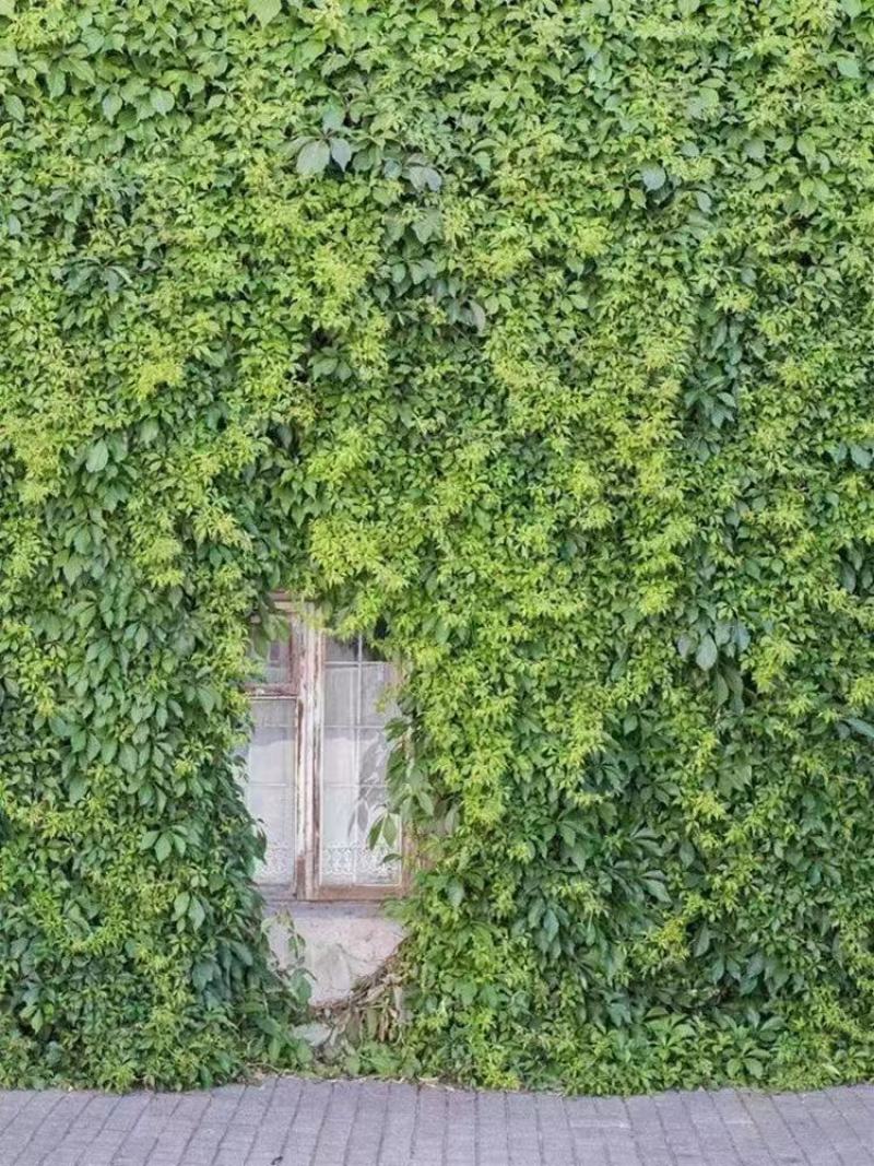 爬墙虎苗三叶五叶爬山虎爬藤植物四季常青不落叶庭院藤