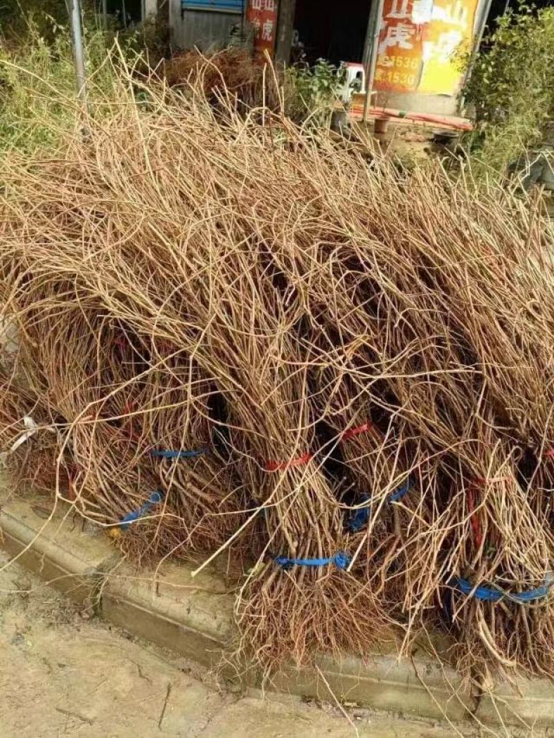 爬墙虎苗三叶五叶爬山虎爬藤植物四季常青不落叶庭院藤