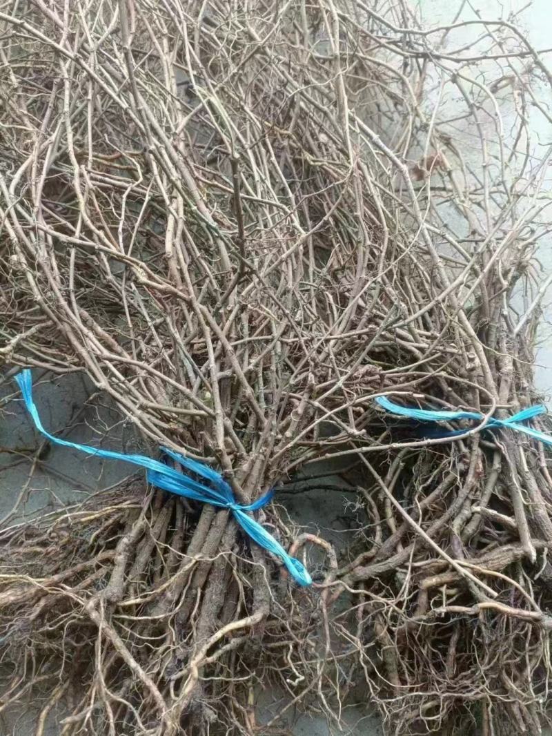 爬墙虎苗三叶五叶爬山虎爬藤植物四季常青不落叶庭院藤