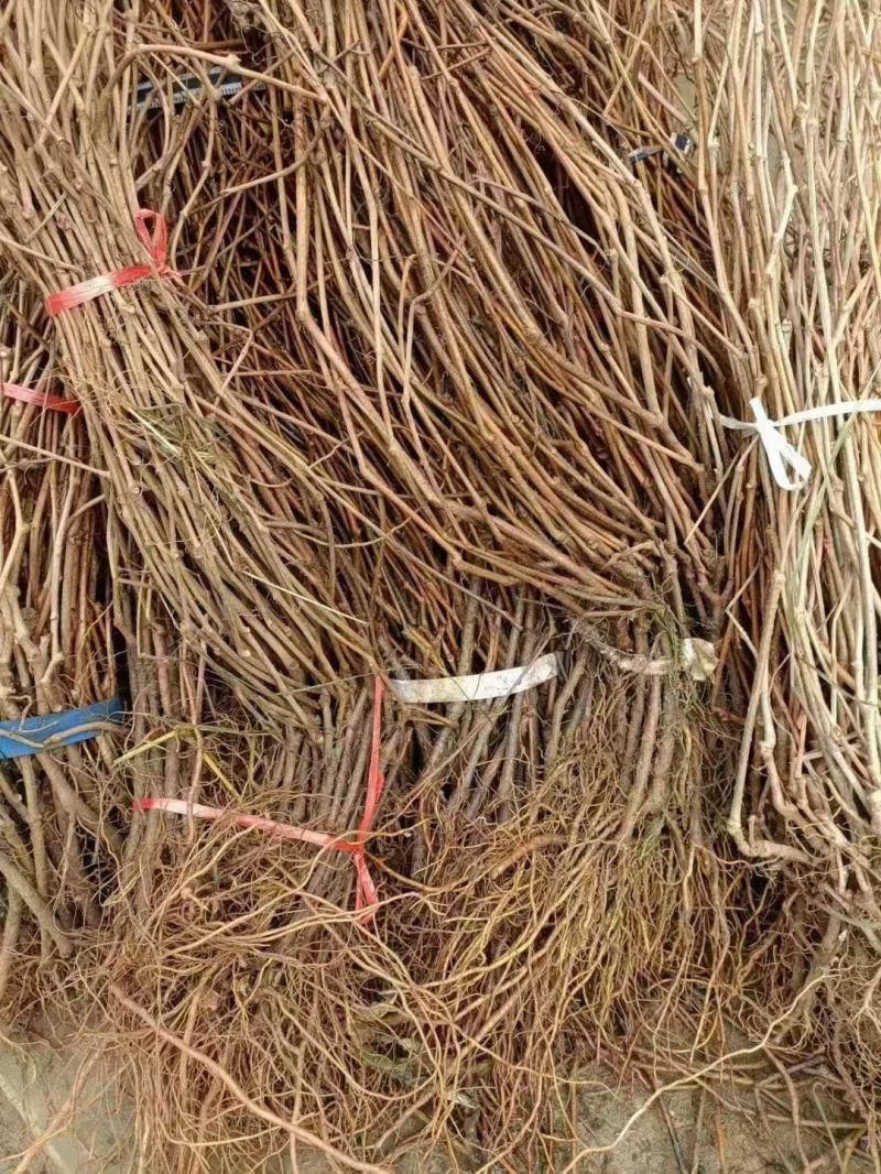 爬墙虎苗三叶五叶爬山虎爬藤植物四季常青不落叶庭院藤