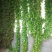 爬墙虎苗三叶五叶爬山虎爬藤植物四季常青不落叶庭院藤