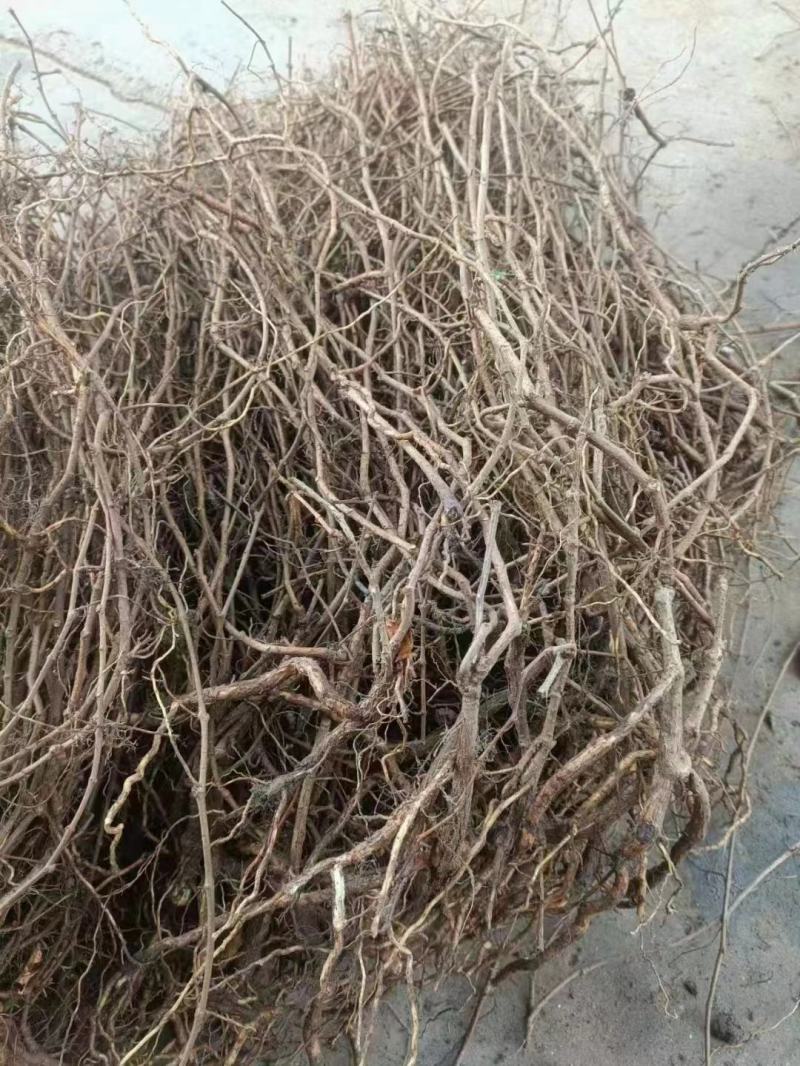 爬墙虎苗三叶五叶爬山虎爬藤植物四季常青不落叶庭院藤