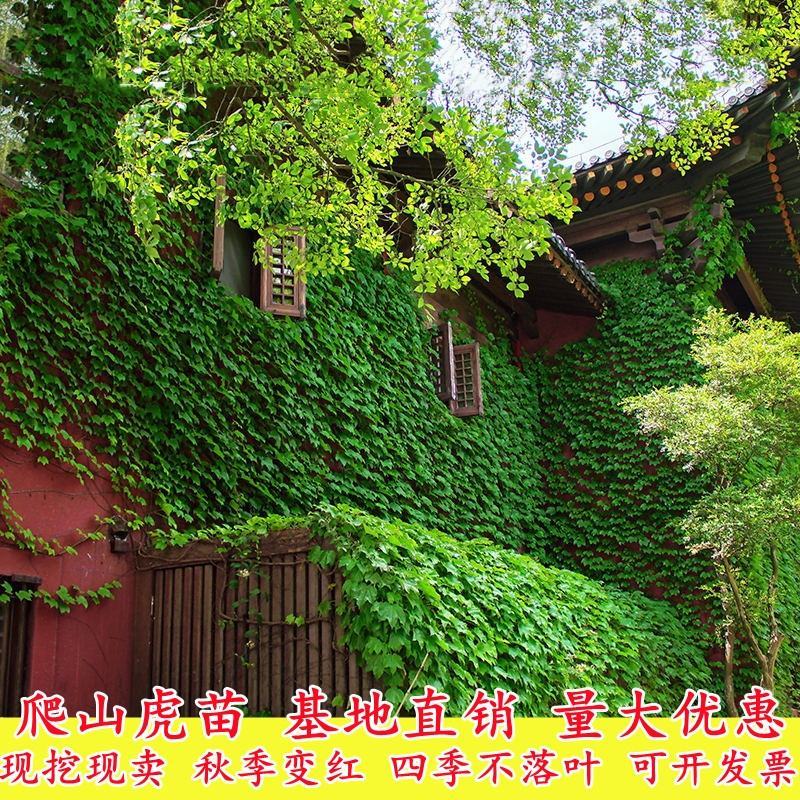 爬墙虎苗三叶五叶爬山虎爬藤植物四季常青不落叶庭院藤