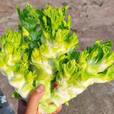 儿菜