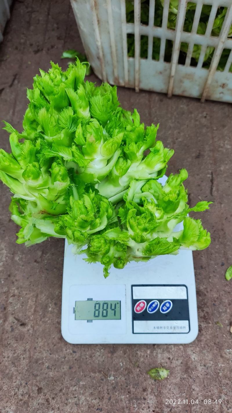 儿菜