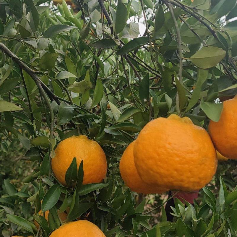 【推荐】四川椪柑（芦柑）量大从优保质保量现摘现发对接全国