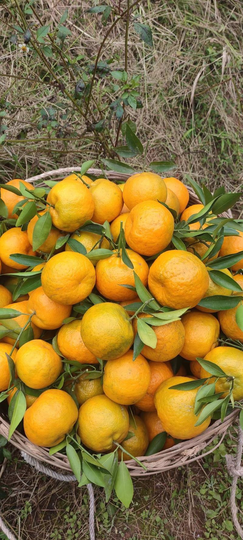【推荐】四川椪柑（芦柑）量大从优保质保量现摘现发对接全国