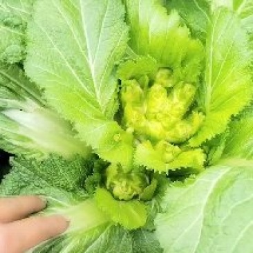 儿菜