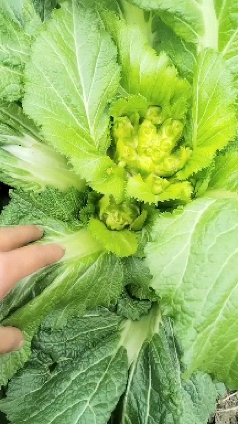儿菜