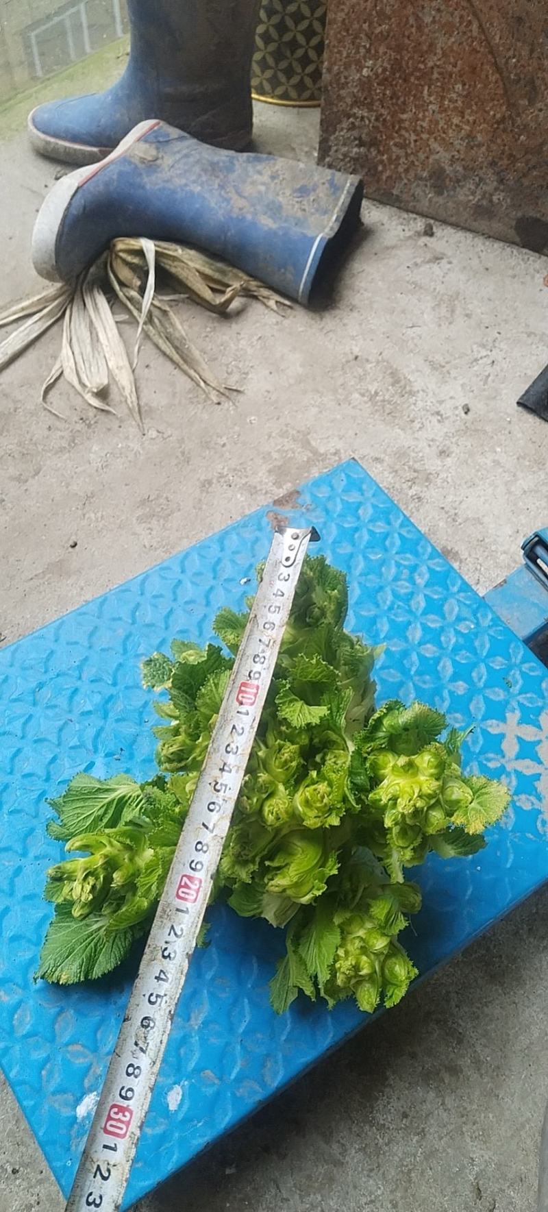 儿菜
