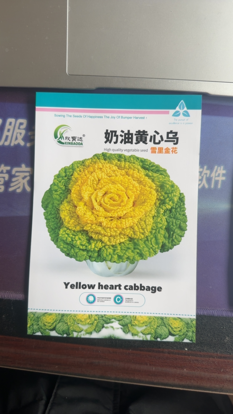 奶油乌塌菜黄芯乌种子耐寒耐抽苔外形美观耐运输