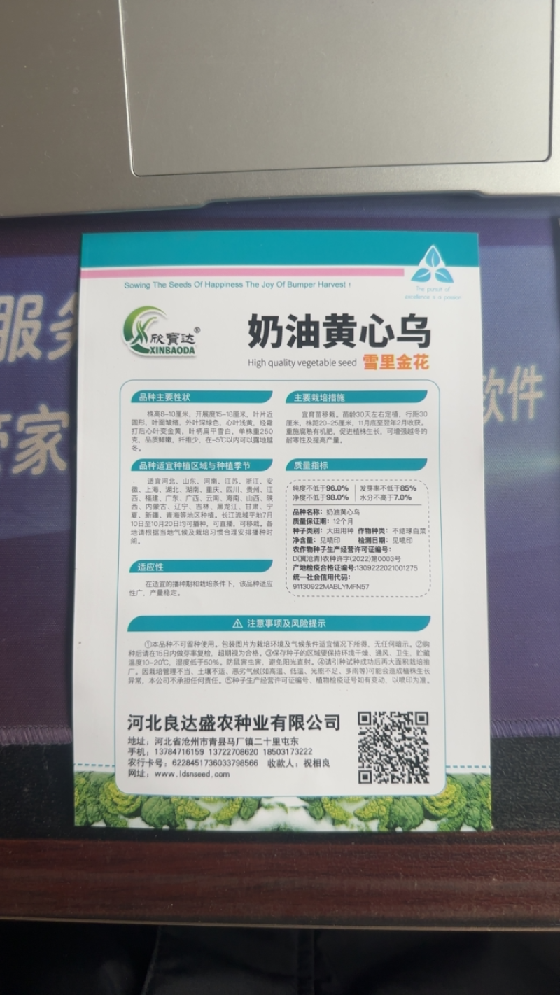 奶油乌塌菜黄芯乌种子耐寒耐抽苔外形美观耐运输