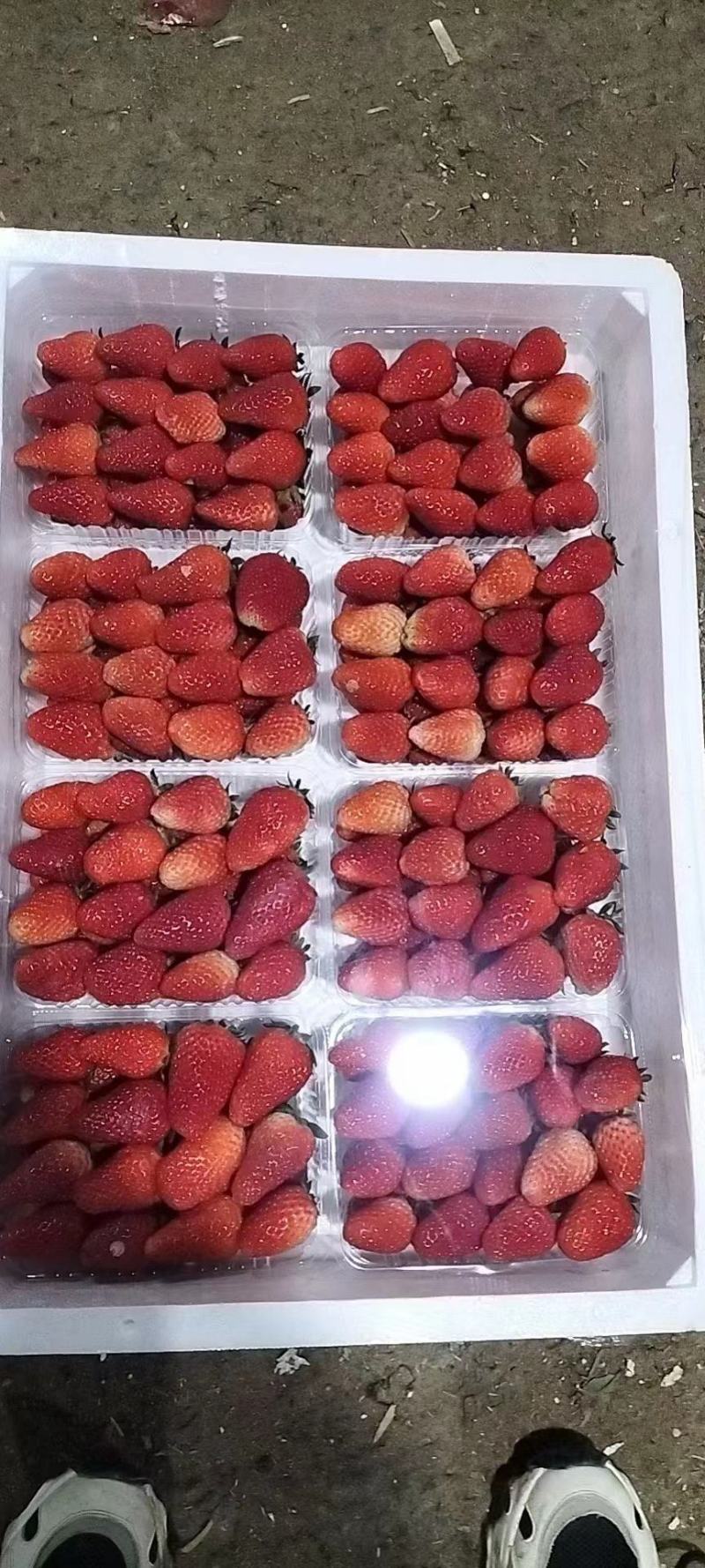 久香联盟口感好果型好现摘现发欢迎采购产地供货