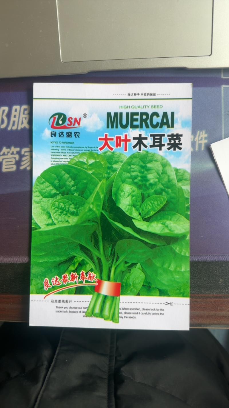 大叶木耳菜种子成活率高产量大抗病性好采收快