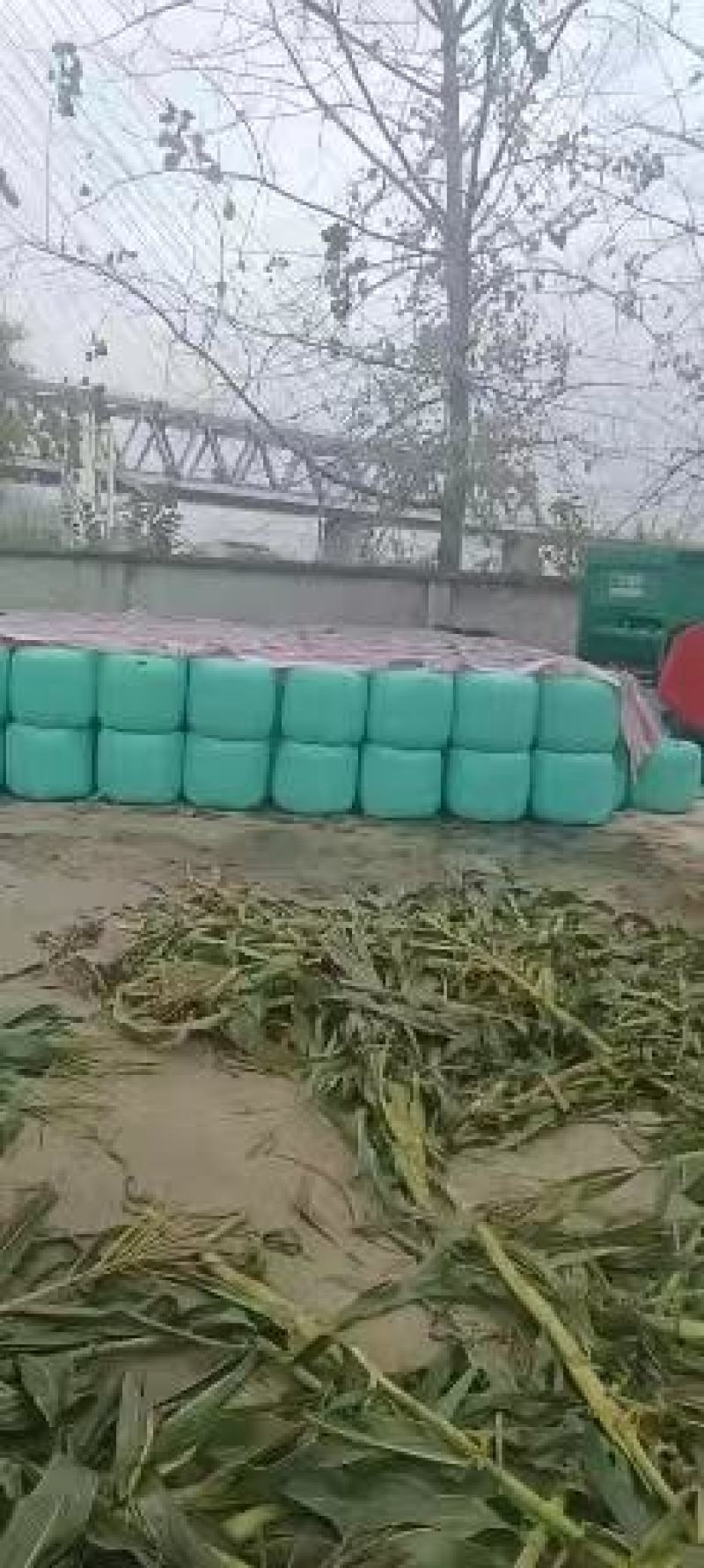 【推荐】优质玉米黄储量大从优优质牛羊饲料玉米秸秆