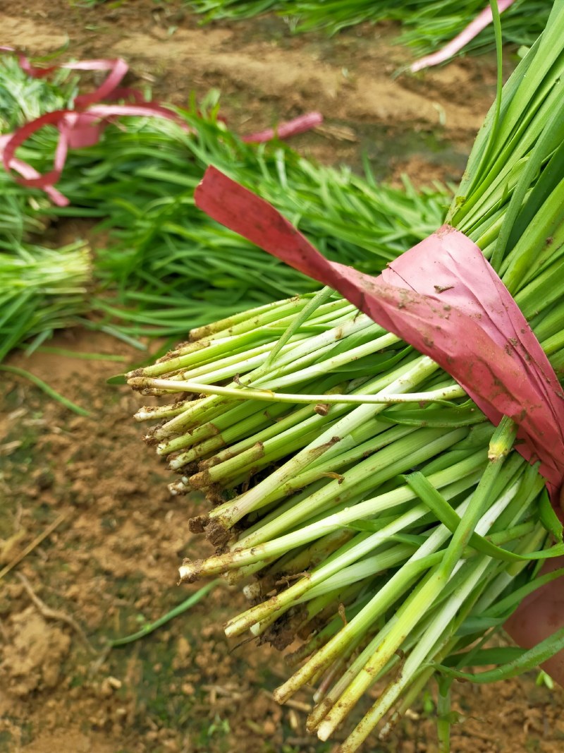 韭菜颜色好根部粗