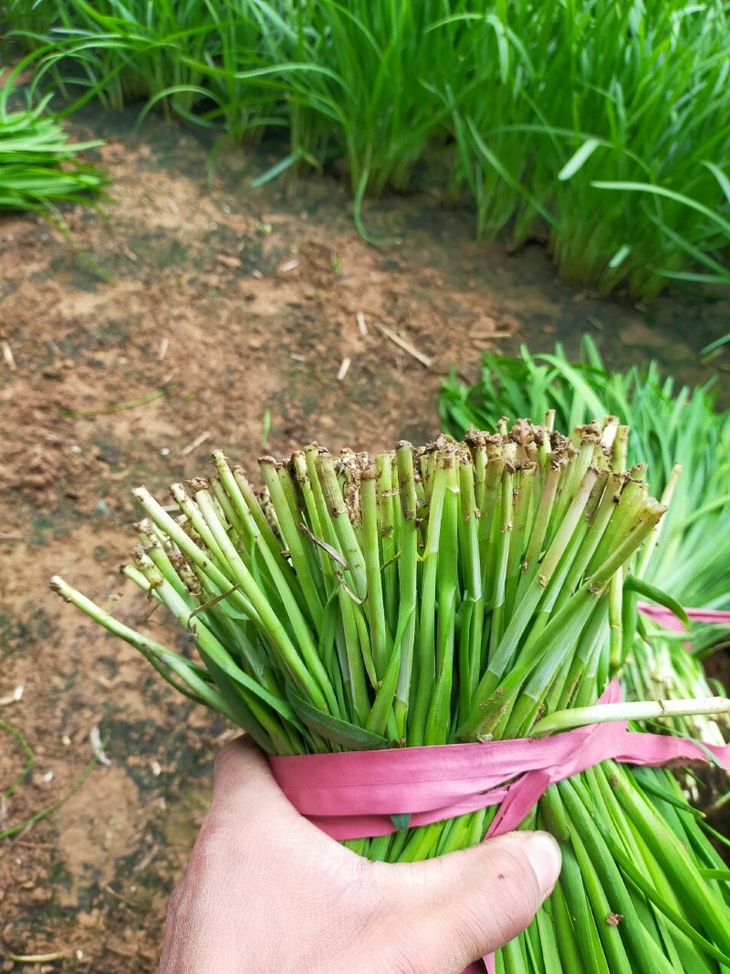 韭菜颜色好根部粗