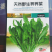 天然野生荠荠菜种子耐热耐旱耐寒地方野菜品种