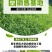 高羊茅种子草坪种子四季青草坪耐寒耐旱耐瘠薄发芽率98%