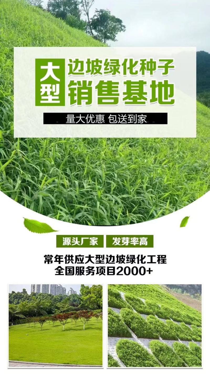 高羊茅种子草坪种子四季青草坪耐寒耐旱耐瘠薄发芽率98%