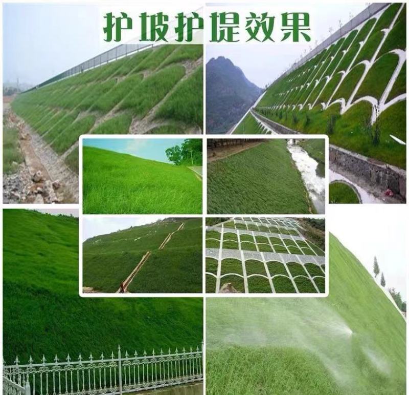 高羊茅种子草坪种子四季青草坪耐寒耐旱耐瘠薄发芽率98%