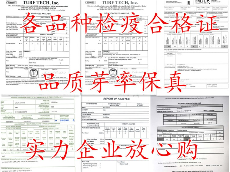 高羊茅种子草坪种子四季青草坪耐寒耐旱耐瘠薄发芽率98%