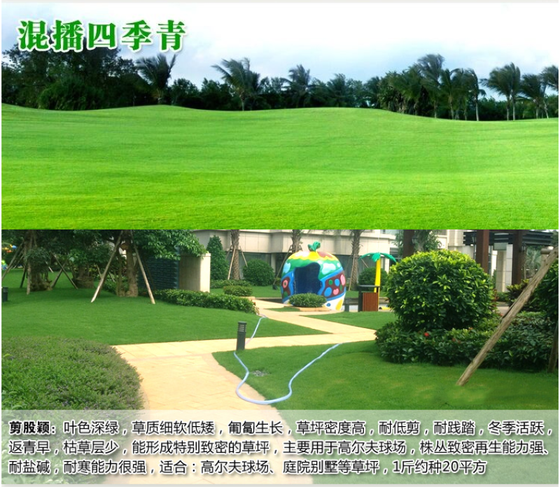 高羊茅种子草坪种子四季青草坪耐寒耐旱耐瘠薄发芽率98%