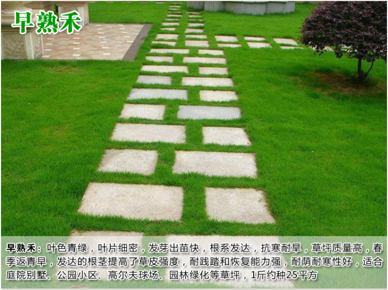 高羊茅种子草坪种子四季青草坪耐寒耐旱耐瘠薄发芽率98%