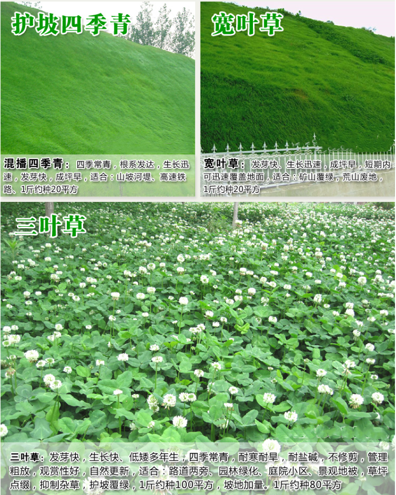 高羊茅种子草坪种子四季青草坪耐寒耐旱耐瘠薄发芽率98%