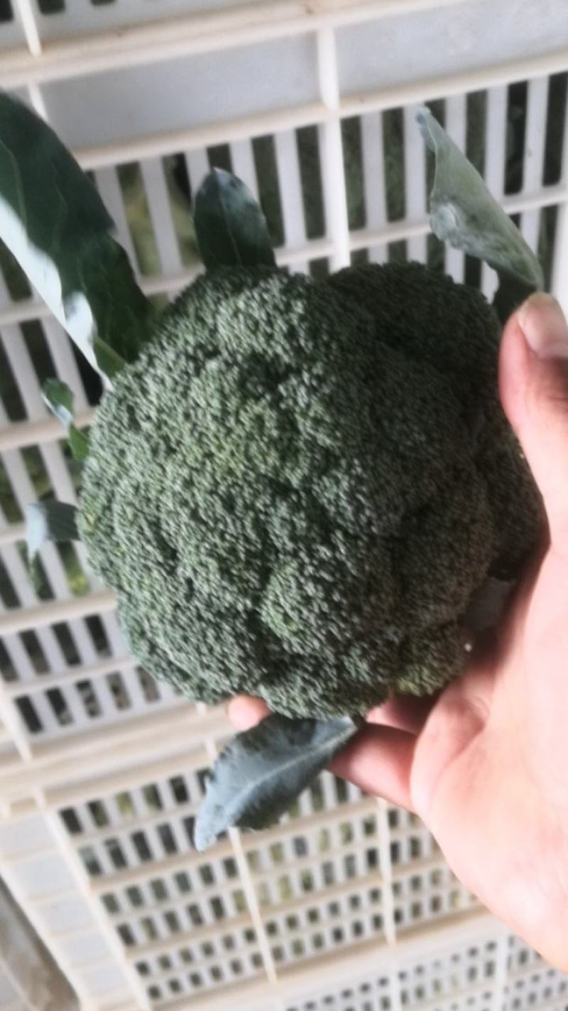 精品西兰花