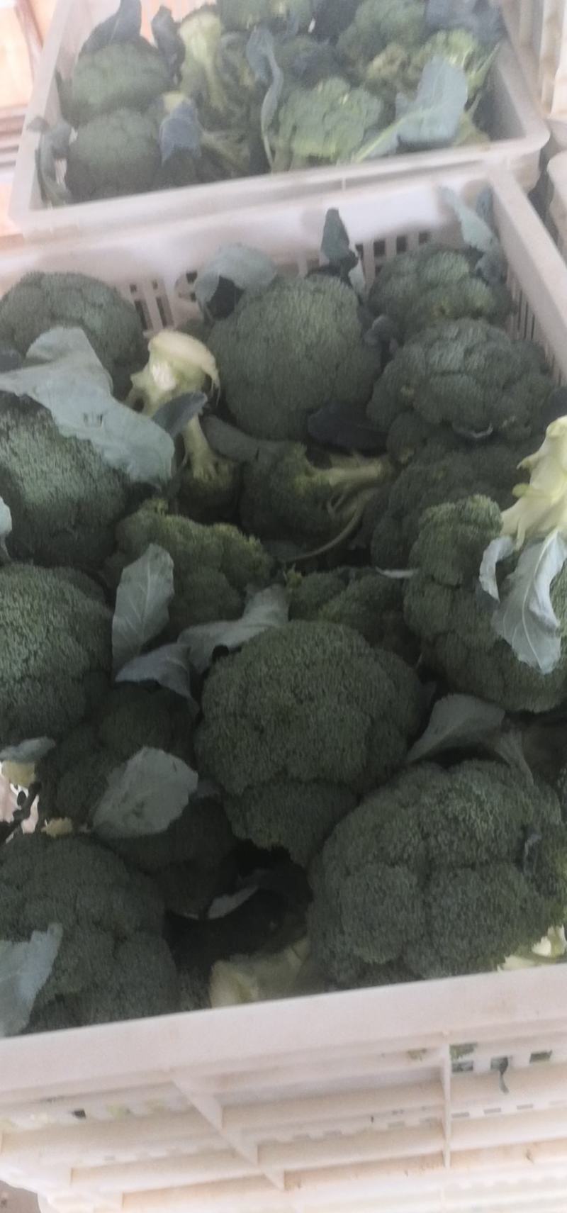 精品西兰花